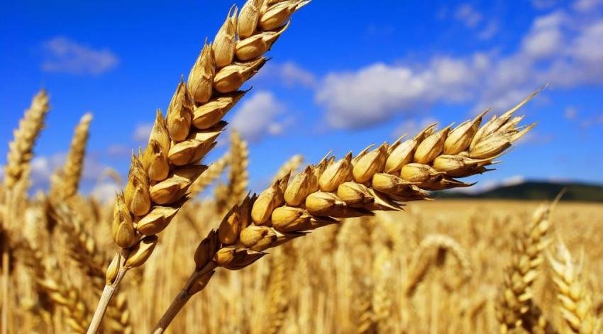 TMO buğday ve arpa alım fiyatlarında düşüş