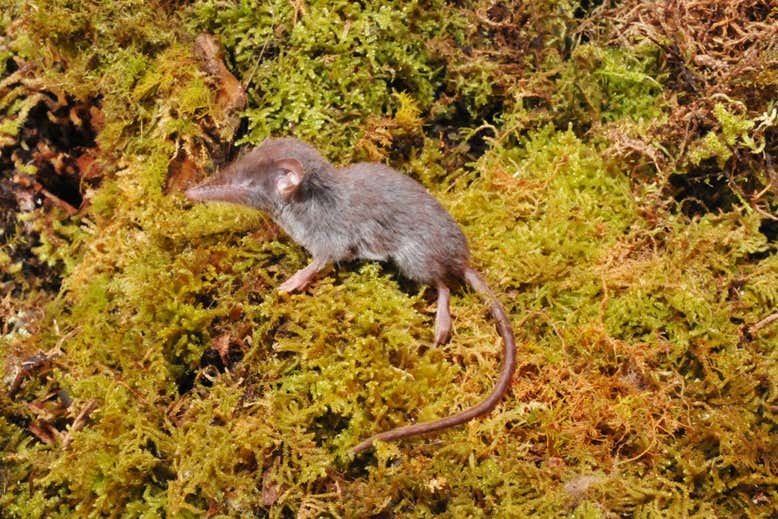 Endonezya adasında 14 yeni fare türü keşfedildi